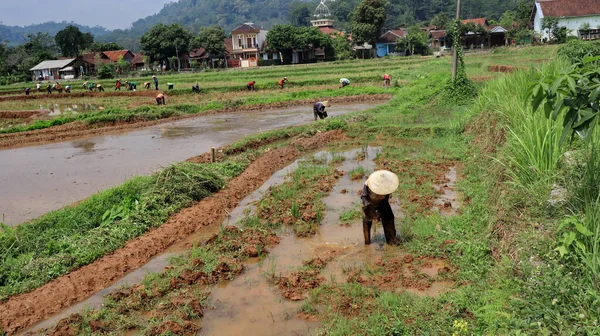the farmer, cultivator ploughing or plowing his land with the plow, plough and in background is ripe rice paddy cow plowing field