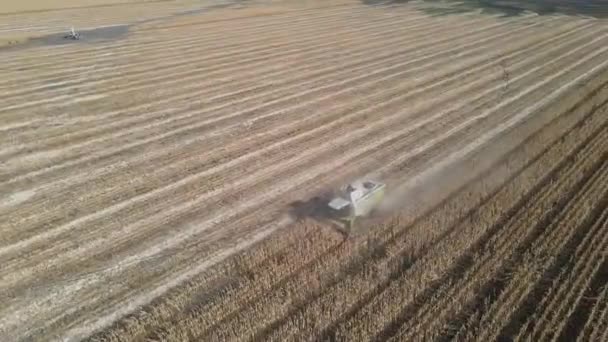 Een Maïsoogstmachine Die Een Veld Werkt Bij Helder Weer Dat — Stockvideo