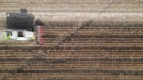 Кукурудзяний Комбайн Працює Полі Чистій Погоді Постріл Повітря Русі — стокове відео