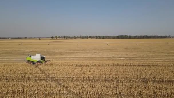 Een Maïsoogstmachine Die Een Veld Werkt Bij Helder Weer Dat — Stockvideo