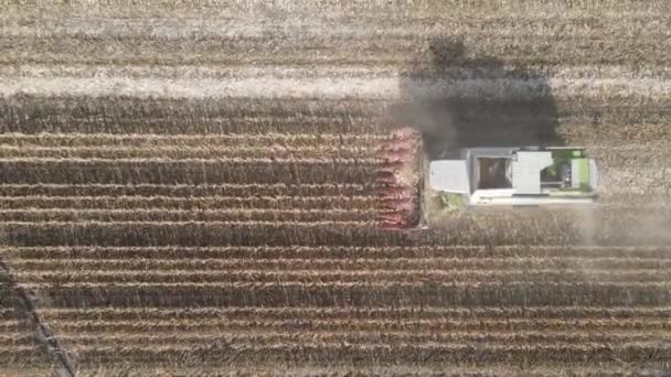 Een Maïsoogstmachine Die Een Veld Werkt Bij Helder Weer Dat — Stockvideo