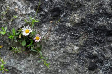 Yeşil çimenler gri asfaltta yetişir. Yüksek kalite fotoğraf