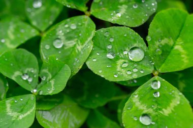  Islak su damlaları olan yeşil yoncaları kapatın. Yağmurda İrlanda yoncası. Yüksek kalite fotoğraf