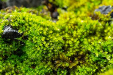 Yeşil yosun desenli eski gri taş duvar. Yüksek kalite fotoğraf