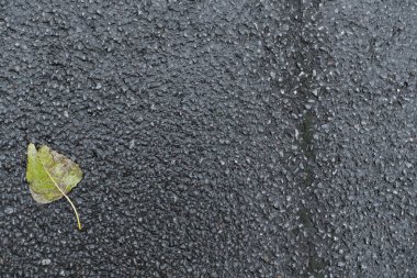 Sonbahar yaprağı ve duvar kâğıdı dokusuyla yağmurdan sonra koyu gri asfalt. Yüksek kalite fotoğraf