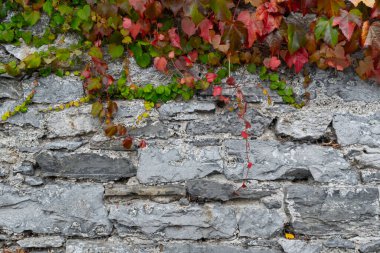 Çim ve sarmaşıklarla kaplı eski ıslak beton duvar. Yüksek kalite fotoğraf