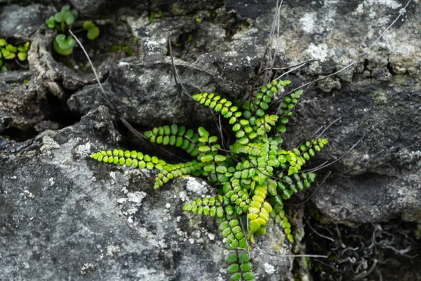 Old Wet Concrete Wall Covered Grass Vines High Quality Photo — Stock Photo, Image