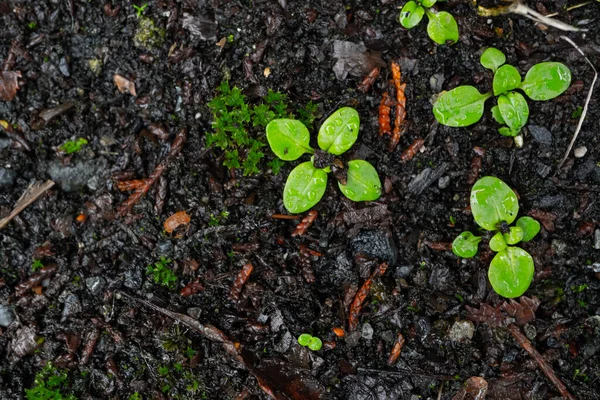 Green Grass Grows Gray Asphalt High Quality Photo — Stock Photo, Image