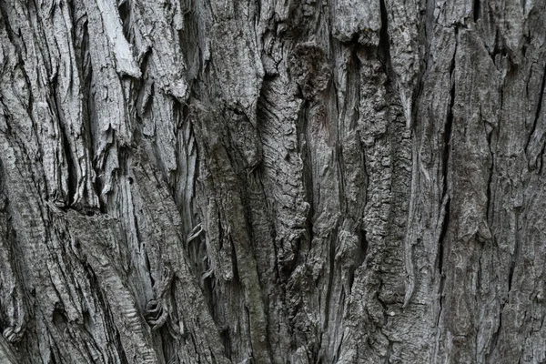 Casca Árvore Cinza Escuro Como Textura Fundo Papel Parede Foto — Fotografia de Stock