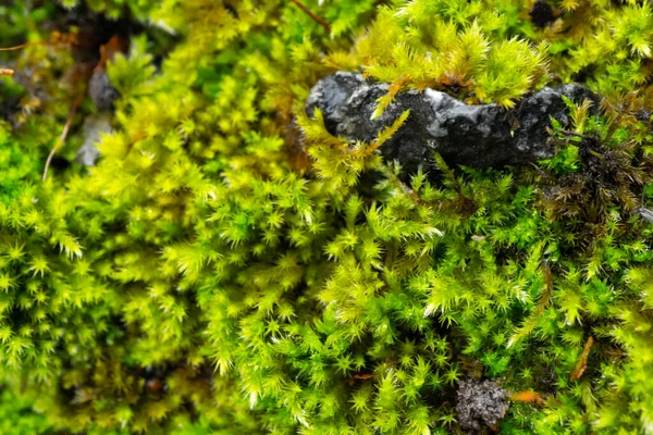 Old Gray Stone Wall Green Moss Texture Background High Quality — Stock Photo, Image