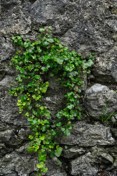 Old Wet Concrete Wall Covered Grass Vines High Quality Photo — Stock Photo, Image