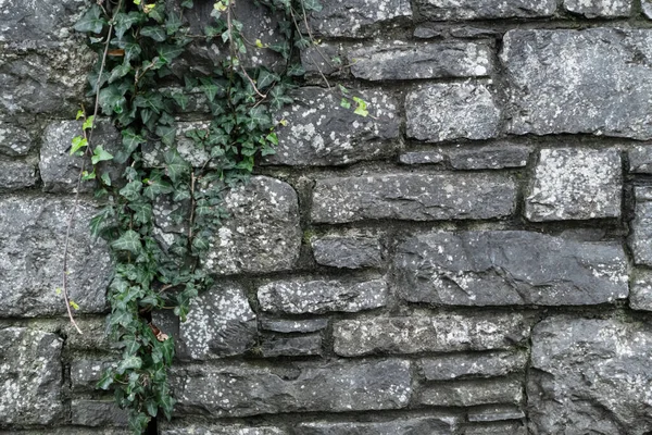 Çim ve sarmaşıklarla kaplı eski ıslak beton duvar. Yüksek kalite fotoğraf