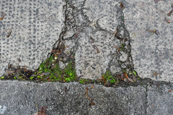 Texture Series Cracked Béton Recouvert Herbe Mouillée Par Pluie Photo — Photo