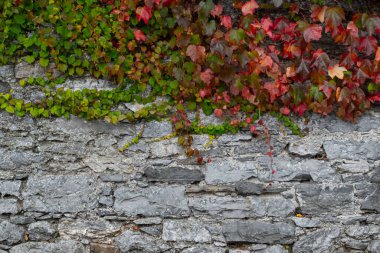 Çim ve sarmaşıklarla kaplı eski ıslak beton duvar. Yüksek kalite fotoğraf