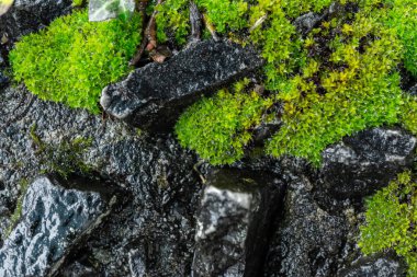 Yeşil yosun desenli eski gri taş duvar. Yüksek kalite fotoğraf