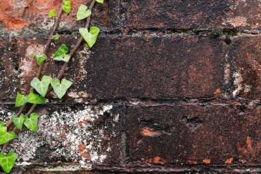 Çim ve sarmaşıklarla kaplı eski ıslak beton duvar. Yüksek kalite fotoğraf