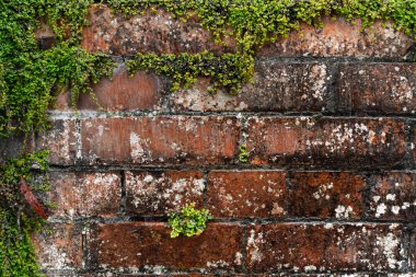 Çim ve sarmaşıklarla kaplı eski ıslak beton duvar. Yüksek kalite fotoğraf
