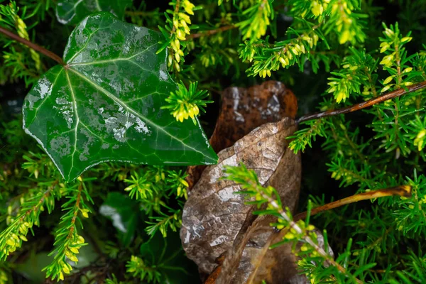 绿雨湿黄杨木 有常春藤 海燕的质感 高质量的照片 — 图库照片