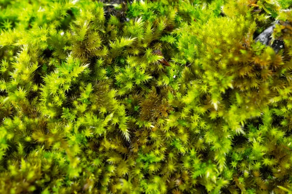 Muschio Texture Verde Pioggia Muschio Bagnato Autunno Ottobre Foto Alta — Foto Stock
