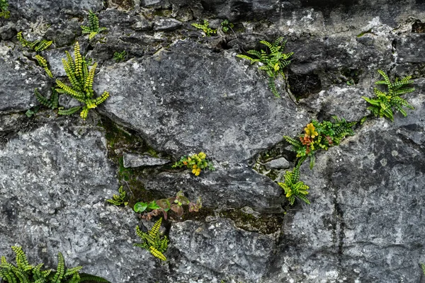 旧的湿水泥墙 覆盖着青草和藤蔓 高质量的照片 — 图库照片