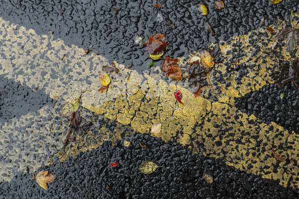 Islak, sonbahar asfaltı sarı şeritli ve renkli sonbahar yapraklı. Yüksek kalite fotoğraf