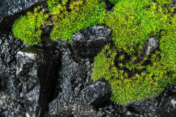 绿色苔藓质地背景的古老的灰色石墙 高质量的照片 — 图库照片