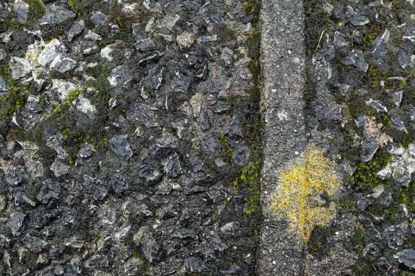Çim ve sarmaşıklarla kaplı eski ıslak beton duvar. Yüksek kalite fotoğraf