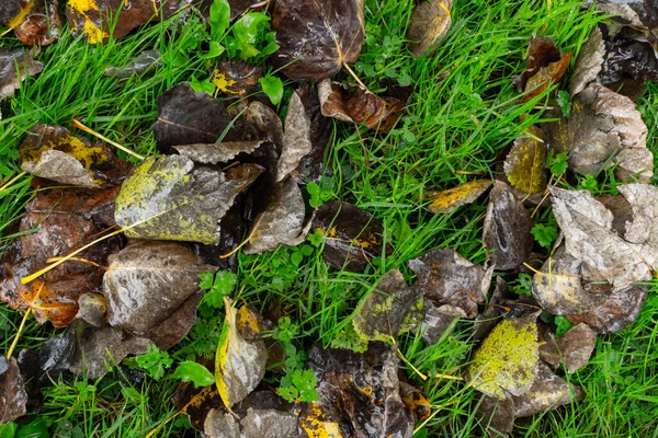 Dedaunan Musim Gugur Rumput Hijau Terang Dengan Tetesan Hujan Tekstur — Stok Foto
