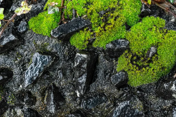 Régi Szürke Kőfal Zöld Moha Textúra Háttér Kiváló Minőségű Fénykép — Stock Fotó