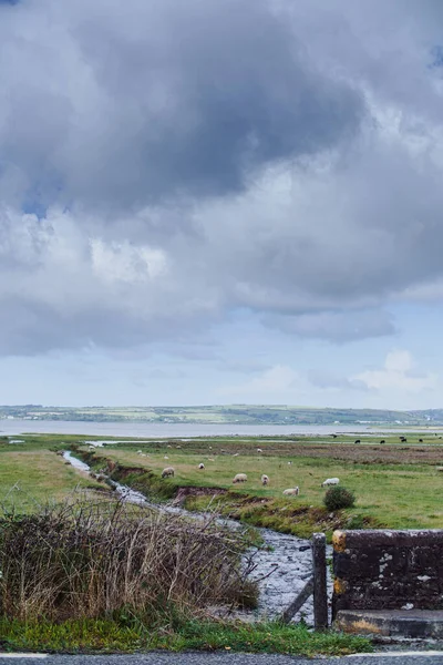 Grasland Tegen Oceaan Een Bewolkte Dag Kerry Ireland Hoge Kwaliteit — Stockfoto