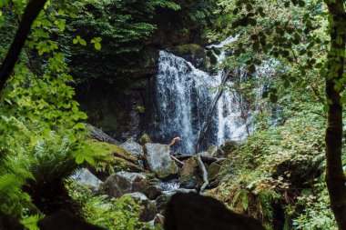 Torc Waterfall - Killarney Ulusal Parkı, co Kerry, Irelannd. Yüksek kalite fotoğraf