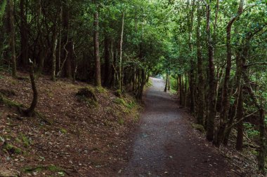 Torc Waterfall - Killarney Ulusal Parkı, co Kerry, Irelannd. Yüksek kalite fotoğraf