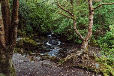Torc Waterfall - Killarney Ulusal Parkı, co Kerry, Irelannd. Yüksek kalite fotoğraf