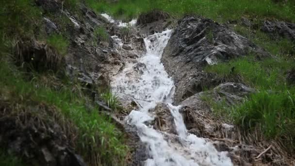 Los rápidos del río en el bosque — Vídeos de Stock