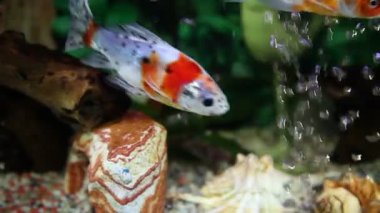 balık tank atış kapatmak