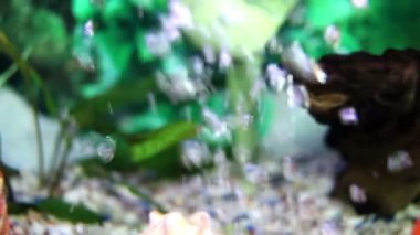 bir altın balık balık tank atış yukarıya kapatmak