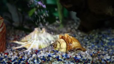 balık tank atış kapatmak