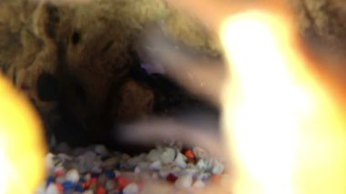 salyangoz ev akvaryum dibindeki bir atış kadar yakın