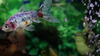 balık tank atış kapatmak