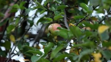 sonbaharda elma toplama bir adamın yakın çekim