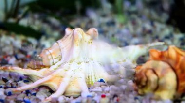 salyangoz ev akvaryum dibindeki bir atış kadar yakın