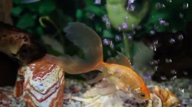 balık tank atış kapatmak