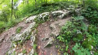 bir ormandaki hareketli çekim