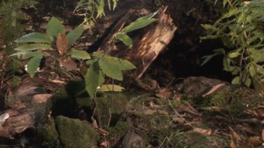 ağaç gövdesi vurdu