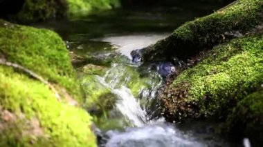 hala nehir ormanda vurdu