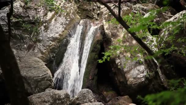 Tiro de manantial de río en bosques — Vídeos de Stock