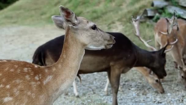 Turistas alimentando ciervos — Vídeo de stock