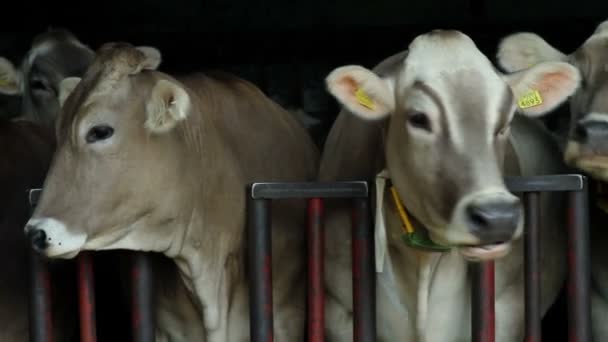 Несколько коров в сарае — стоковое видео