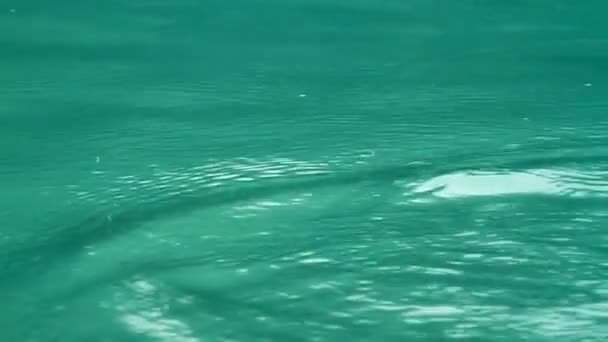 Smaragdová voda — Stock video