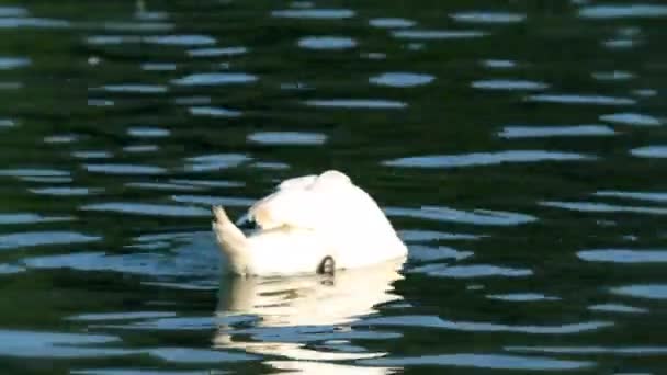 Cisnes en el lago — Vídeos de Stock